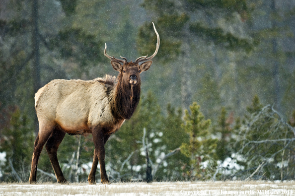 Rocky Mountain bull elk in habitat. 