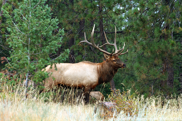 Bull elk in habitat. 