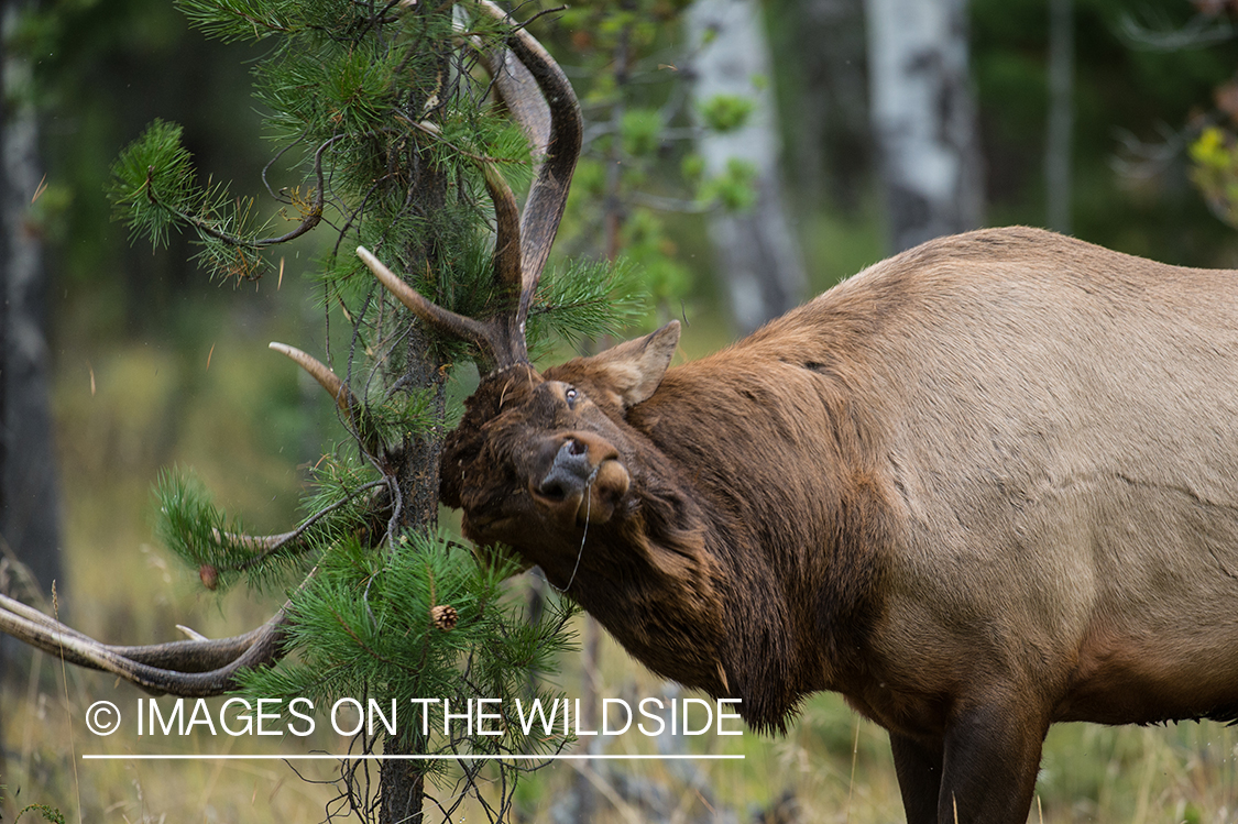 Bull elk rubbing on tree.