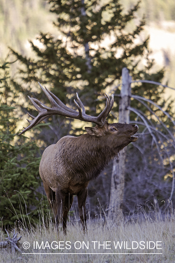 Rocky Mountain Bull Elk bugling in habitat.