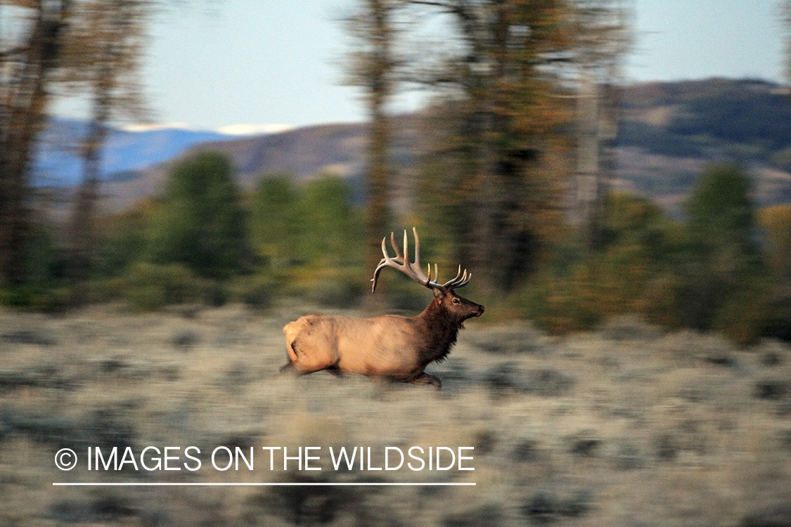 Bull elk in field.