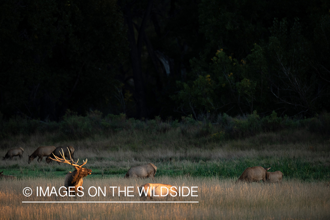 Elk in field.