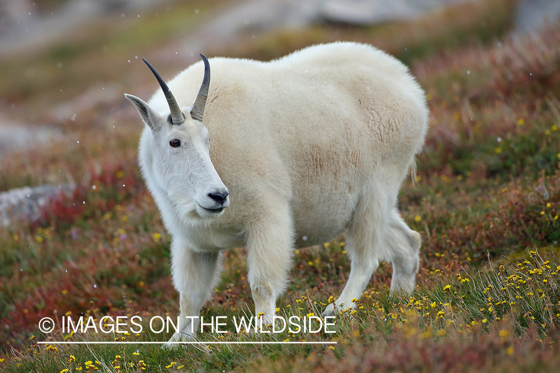 Rocky Mountain Goat in habitat.