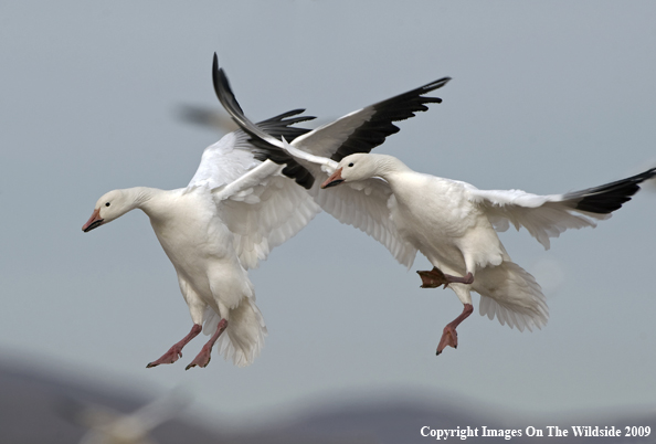 Snow Geese Flying