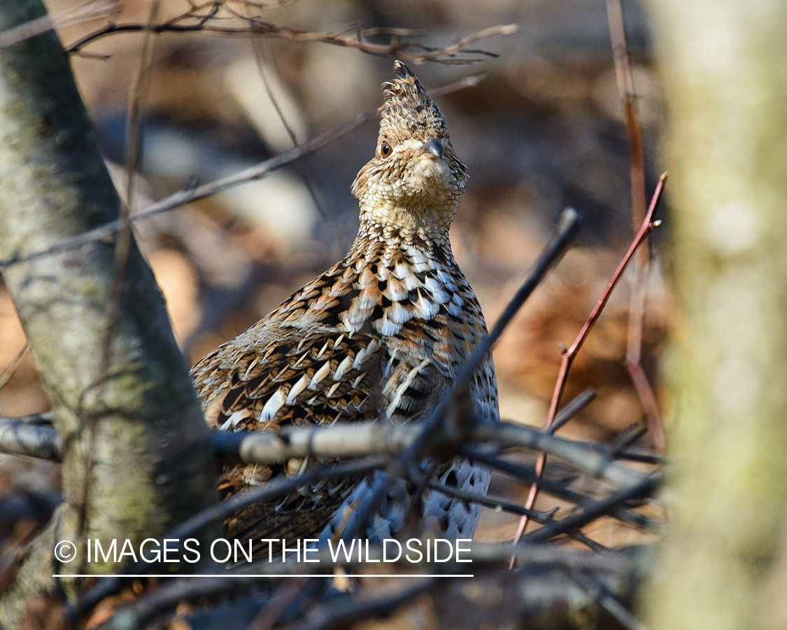 Ruffed Grouse.