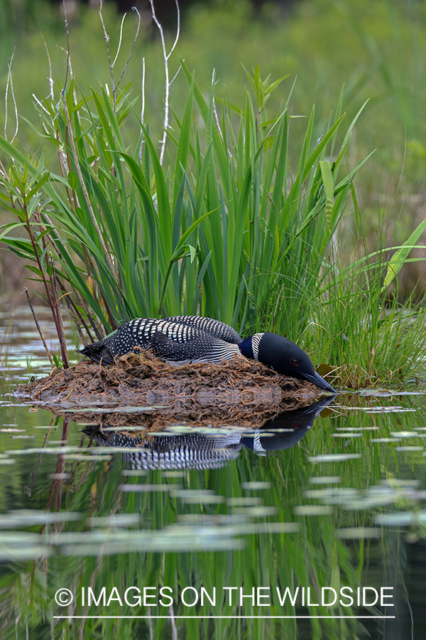 Common Loon in nest.