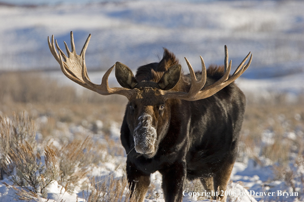 Shiras bull moose in habitat.