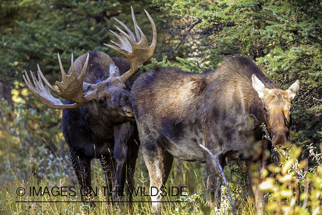 Shiras bull moose approaching cow.