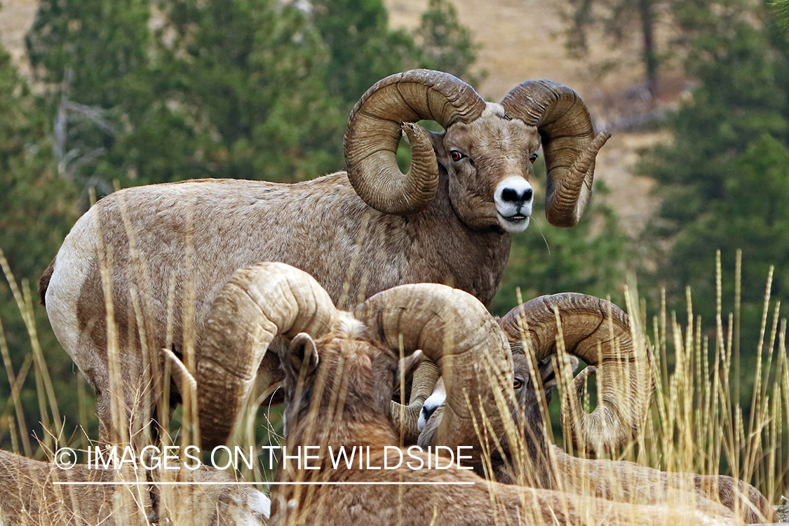 Group of Rocky Mountain Bighorn rams in field.