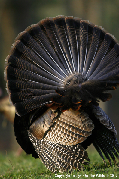 Eastern Wild Turkey in habitat