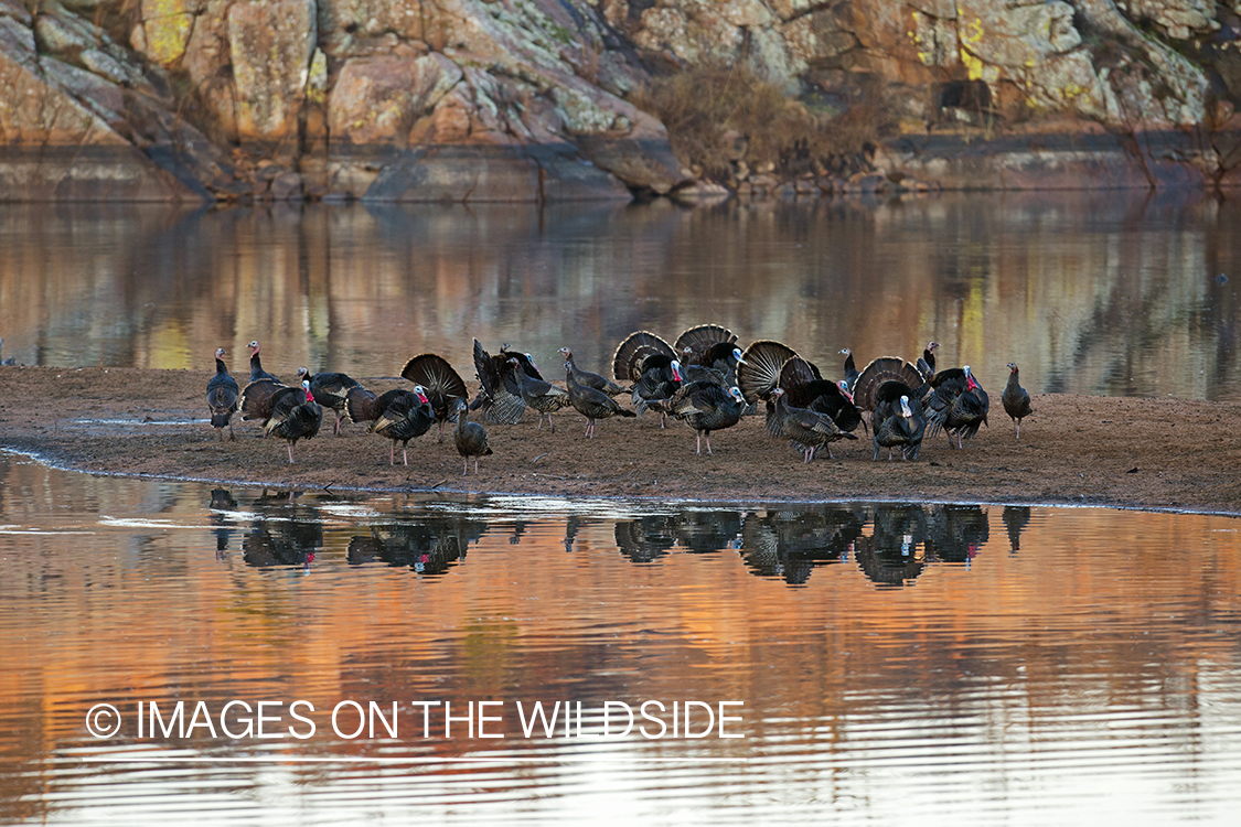 Flock of Rio Grande Turkeys in habitat.