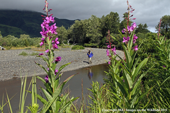 Flyfisherman on Kodiak Island, Alaska. 