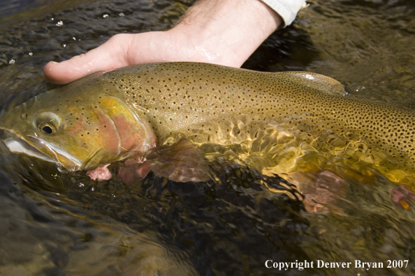 Close-up of Snake River cutthroat trout.