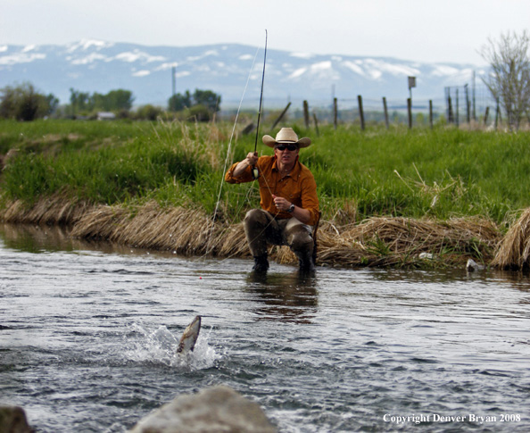 Flyfisherman fishing spring creek with fish on.