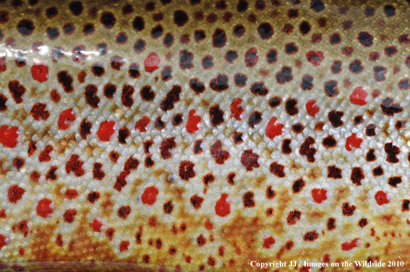 Brown Trout in habitat. 