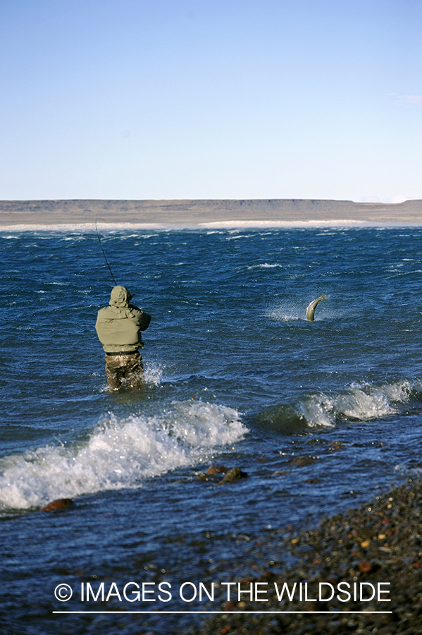 Jurassic Lake flyfisher fighting rainbow trout, Argentina.