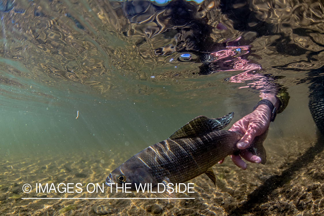 Flyfisherman releasing grayling.