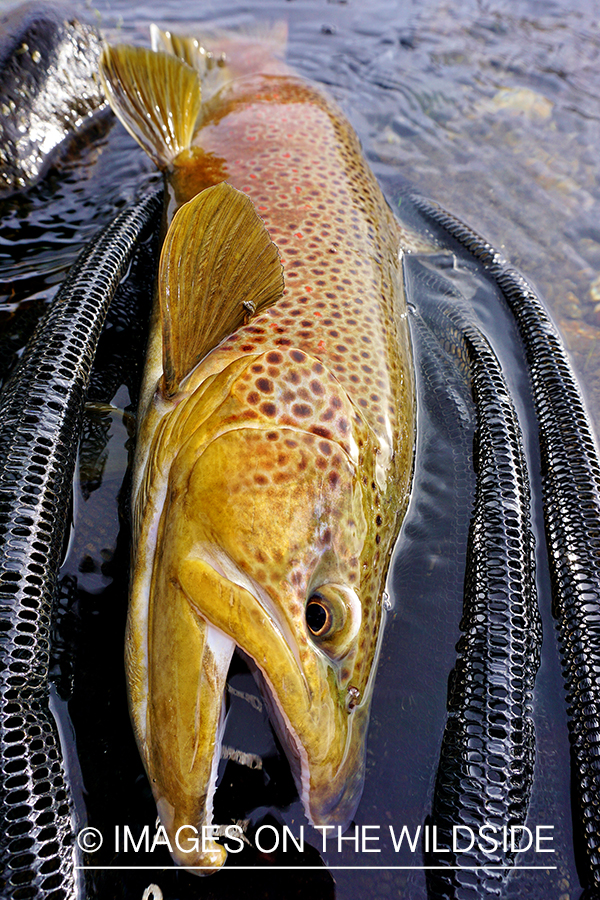 Brown Trout in net.