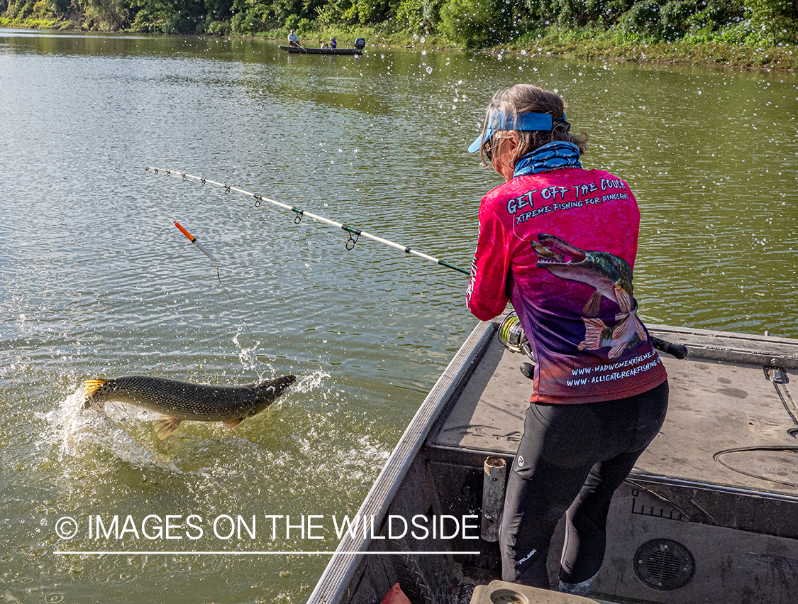 Fighting Alligator gar.