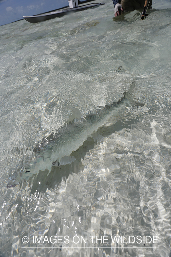 Bonefish in water.