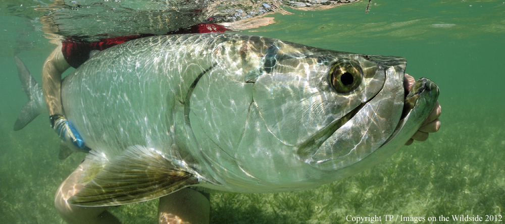 Flyfisherman with Tarpon. 