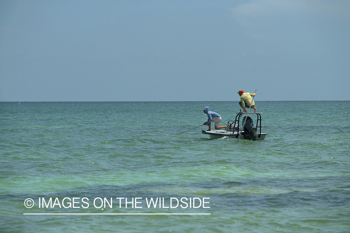 Flyfisherman landing tarpon on flats of Florida Keys.