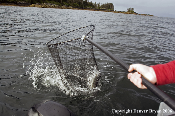 Fisherman netting a salmon.  