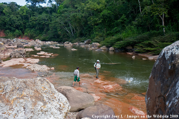 Flyfisherman with Golden Dorado