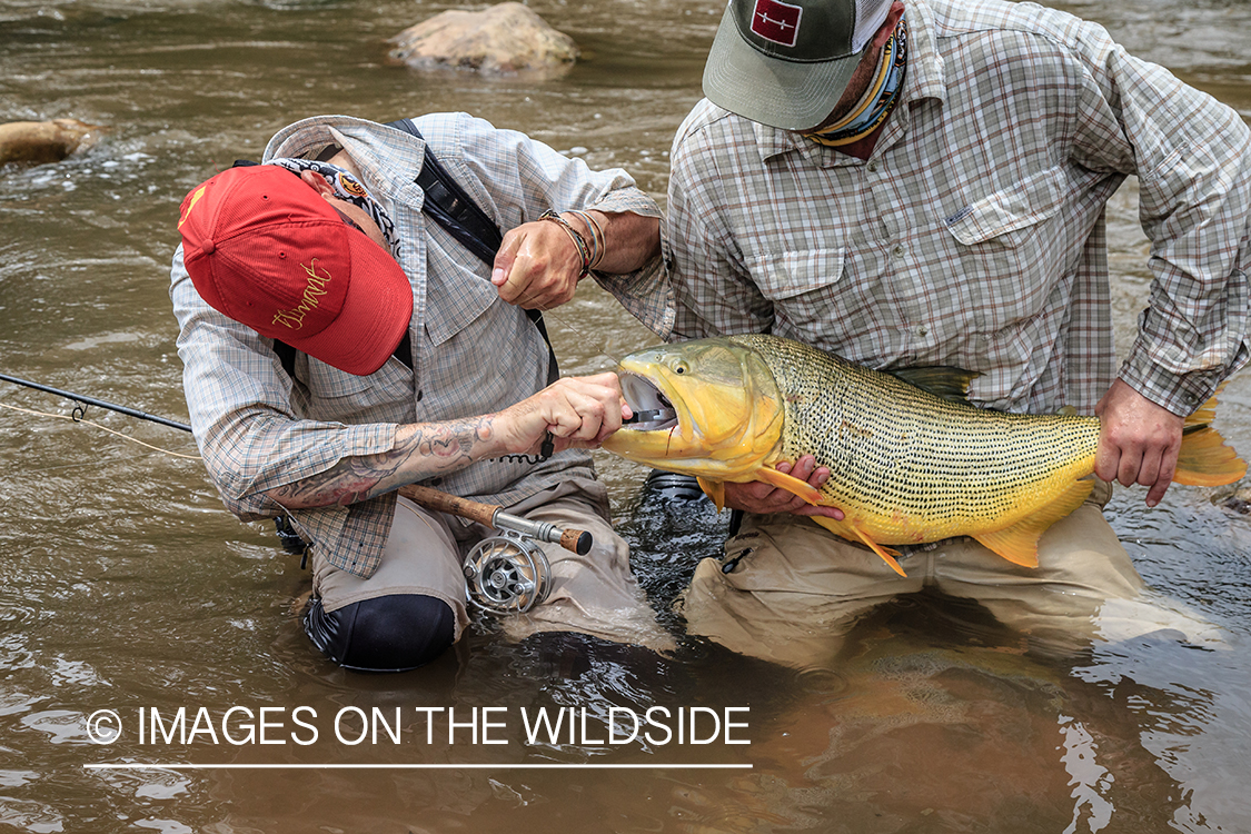 Flyfishing for Golden Dorado in Bolivia.