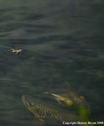 Brown Trout underwater