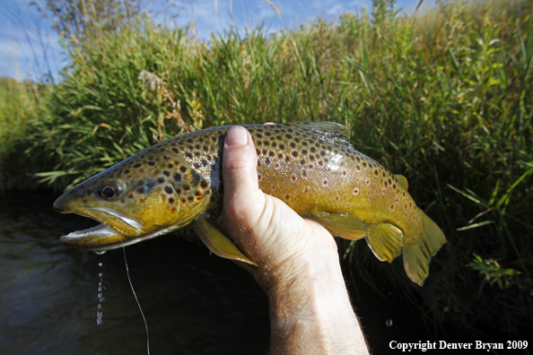 Brown trout species