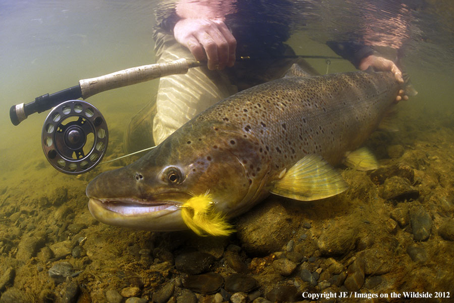 Flyfisherman releasing brown trout. 