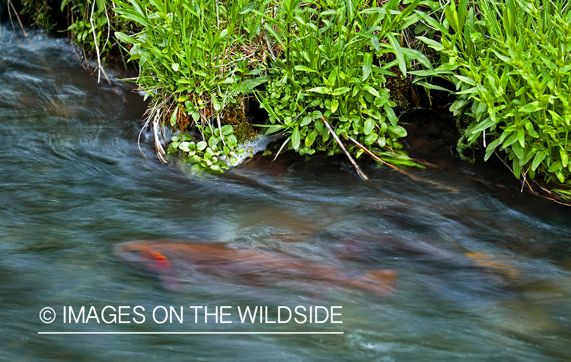 Cutthroat trout in stream.