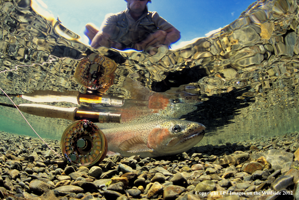 Fly Fisherman with rainbow trout.