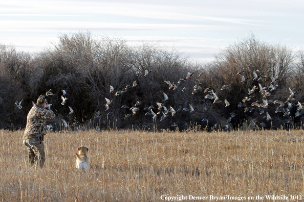 Duck hunter taking aim at flock of mallards. 