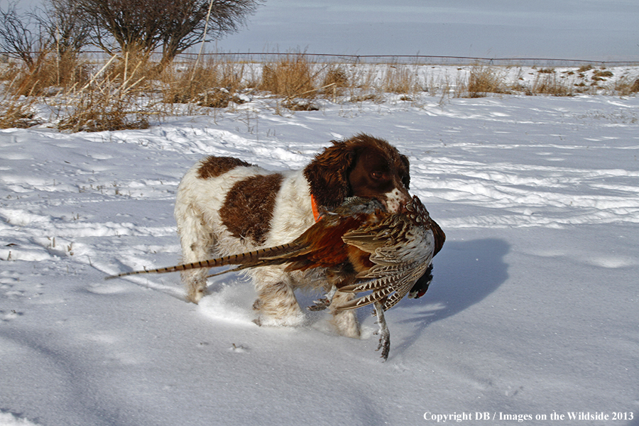 Springer spaniel retrieving downed waterfowl.