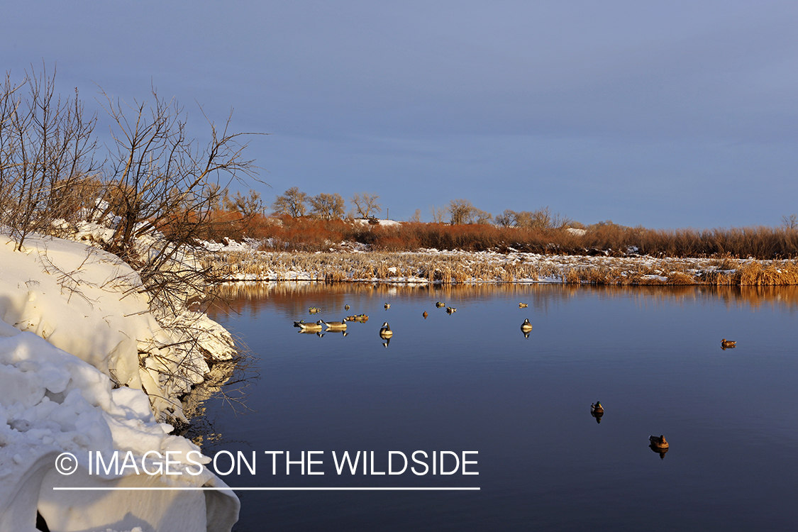 Decoy spread in marsh.