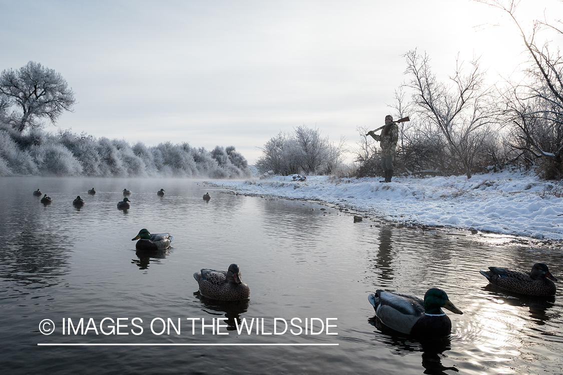 Hunter with duck decoys.