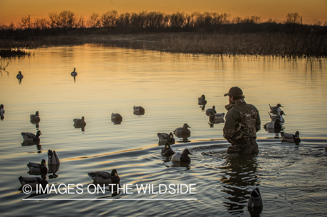 Duck hunter in water with decoys.