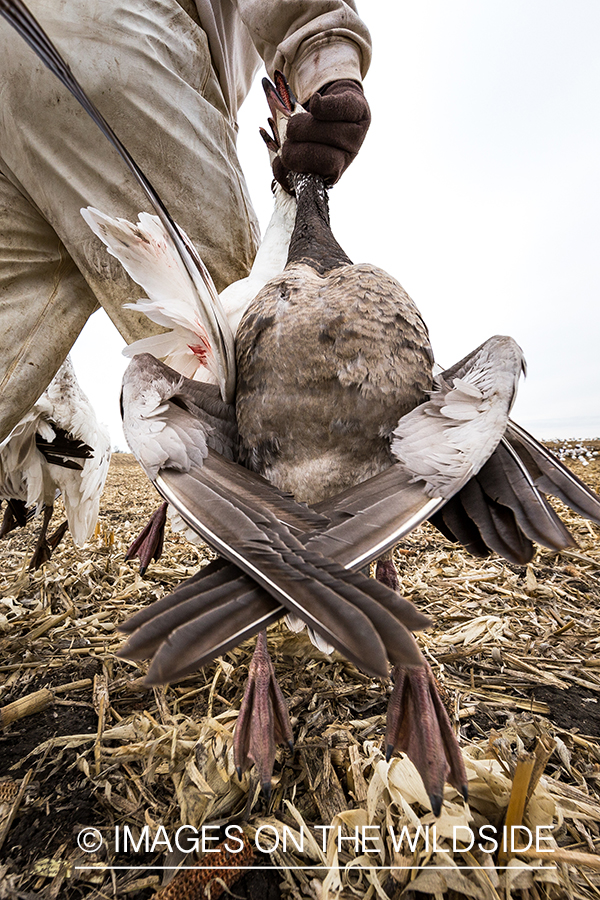 Hunter with bagged goose.
