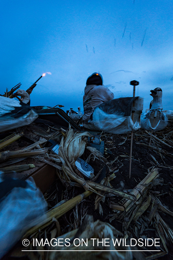 Hunters shooting geese.
