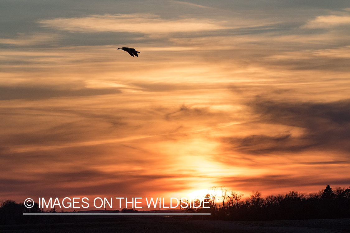 Geese flying at sunset.