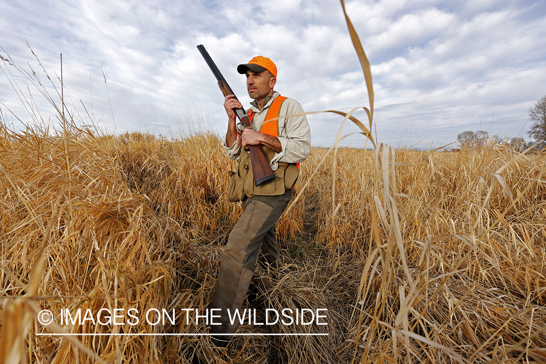 Upland game bird hunter in field.