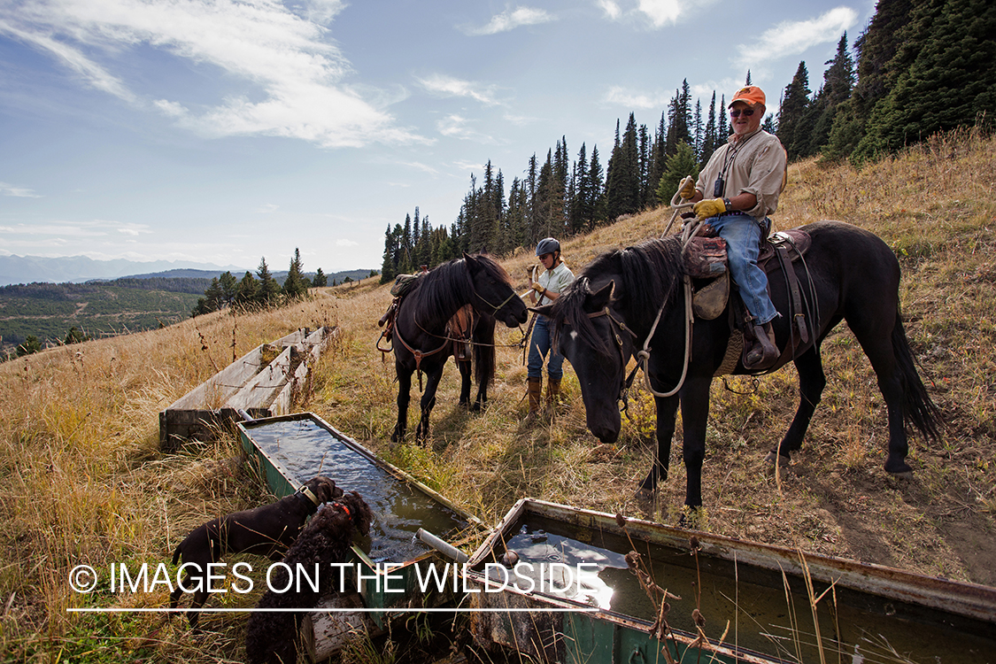 Upland game bird hunters on horseback hunting for Dusky (mountain) grouse. 