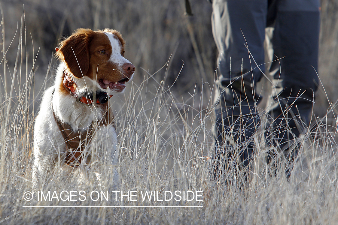 Mearns quail hunting with Brittany Spaniel.