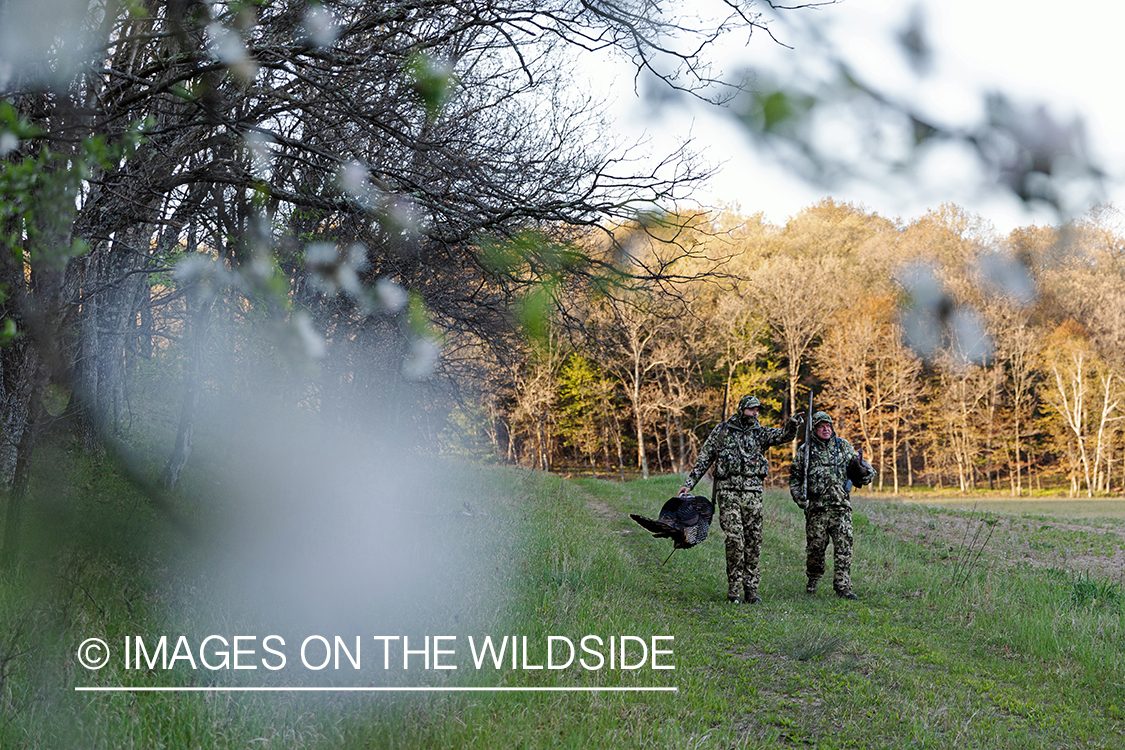 Hunters walking treeline with turkey decoy.