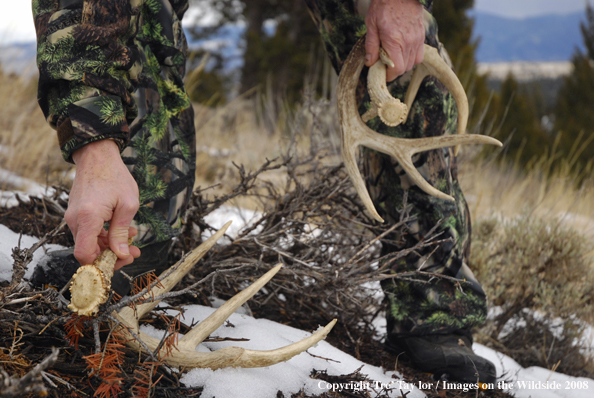 Bowhunter shed hunting