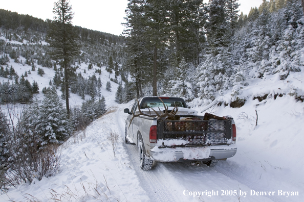 Field dressed bull elk and mule deer in back of truck.