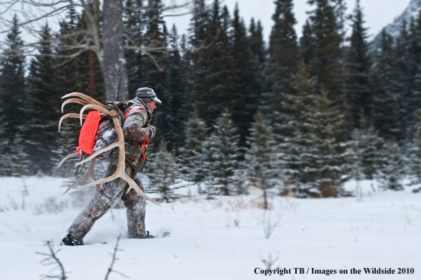 Hunter with elk rack (original image # 11025-018.83D)