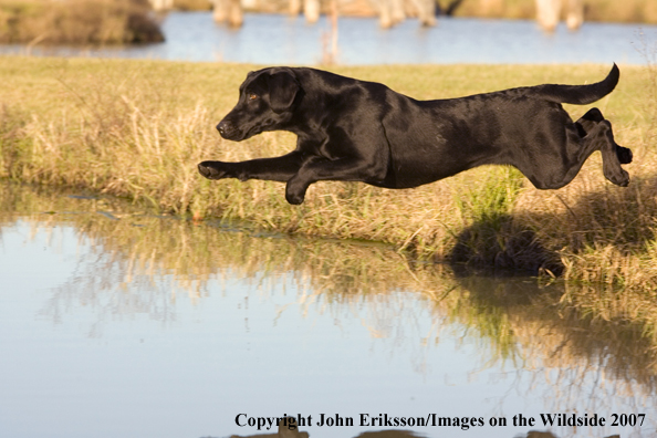 Black Labrador Retriever